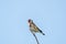 Adult Goldfinch bird, Carduelis carduelis