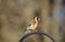 Adult Goldfinch Carduelis carduelis bird perched in the winter sunshine.