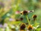 Adult goldfinch eating coneflower seeds