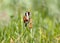 An adult goldfinch sits on the grass