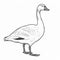 Adult Goose Drawing: Linear Illustration For Coloring Book