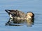 Adult goose is drinking water.