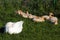 Adult goose keeps an eye on young goslings