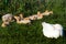 Adult goose keeps an eye on young goslings