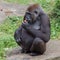 Adult gorilla eating