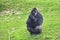 Adult gorilla in green grass