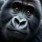 Adult gorilla peers into viewpoint, in unique portrait