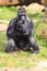 Adult gorilla silver back eating food