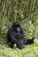 Adult gorilla in Volcanoes National Park, Virunga, Rwanda