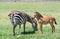 Adult Grant`s Zebra standing with her foal in the Ngorongoro Crater Conservation Area, Tanzania, East Africa. Beauty in wild
