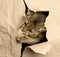 Adult gray British straight-eared cat peeking out of a hole in brown paper, funny muzzle