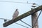 adult gray gyrfalcon bird