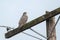 adult gray gyrfalcon bird