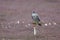 adult gray gyrfalcon bird