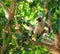 Adult Gray Langur