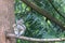 adult gray squirrel high up in a tree looking around