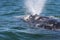 Adult gray whale exhaling.