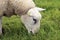 Adult grazing sheep in pasture with long green grass