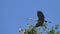 Adult Great Blue Heron in flight over nest