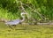An adult great blue heron walks through algae covered water