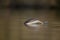 A adult great crested grebe diving to catch fish in a lake in the Netherlands.