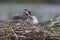 A adult great crested grebe Podiceps cristatus carrying its young on its back on a floating nest.