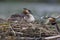 A adult great crested grebe Podiceps cristatus carrying its young on its back on a floating nest.