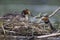 A adult great crested grebe Podiceps cristatus carrying its young on its back on a floating nest.