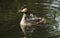 An adult Great crested Grebe Podiceps cristatus with its cute babies riding on its backs swimming in a river.