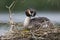 A adult great crested grebe Podiceps cristatus on its floating nest in a city pond in the capital city of Berlin Germany.