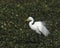 Adult Great Egret, Ardea alba, portrait