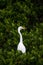 Adult Great egret bird Ardea alba perches in a tree