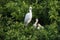 An adult Great Egret watching over her chicks