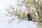 Adult great horned owl in a tall tree keeping watch