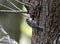 Adult great tit feeding a juvenile great spotted woodpecker