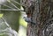 Adult great tit feeding a juvenile great spotted woodpecker