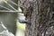 Adult great tit feeding a juvenile great spotted woodpecker