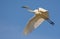 Adult Great White Egret calling and crying in flight with open beak and stretched legs