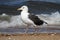 Adult Greater Black-backed Gull By The Ocean