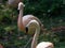 Adult Greater Flamingo (Phoenicopterus roseus) face in the zoo.