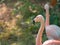 Adult Greater Flamingo (Phoenicopterus roseus) face in the zoo.