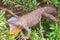 Adult green iguana standing on branches on green leaved tree