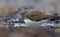 Adult Green Sandpiper walks through deep forest river in spring