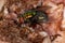 Adult Greenbottle Fly