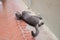 Adult grey cat lying on the street floor. The cat is very beautiful and the eyes are green. Concept companion animals and pets