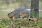 Adult grey foxes searching for food