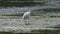 Adult grey heron catching fish