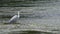 Adult grey heron walking in shallow river