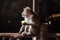 Adult grey monkey profile face sitting and eating corn in cave on dark background