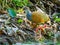 Adult Grey Necked Wood Rail